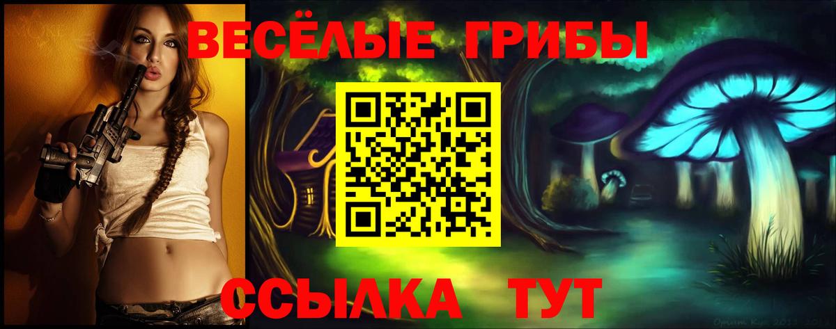 Галлюциногенные грибы Psilocybe Гудермес